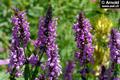 Stachys Officinalis